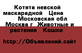 Котята невской - маскарадной › Цена ­ 10 000 - Московская обл., Москва г. Животные и растения » Кошки   